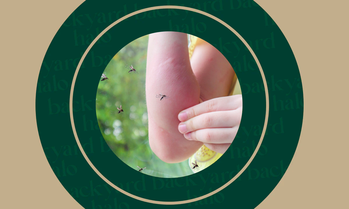 10-natural-ways-to-heal-mosquito-bites-quickly-backyard-halo