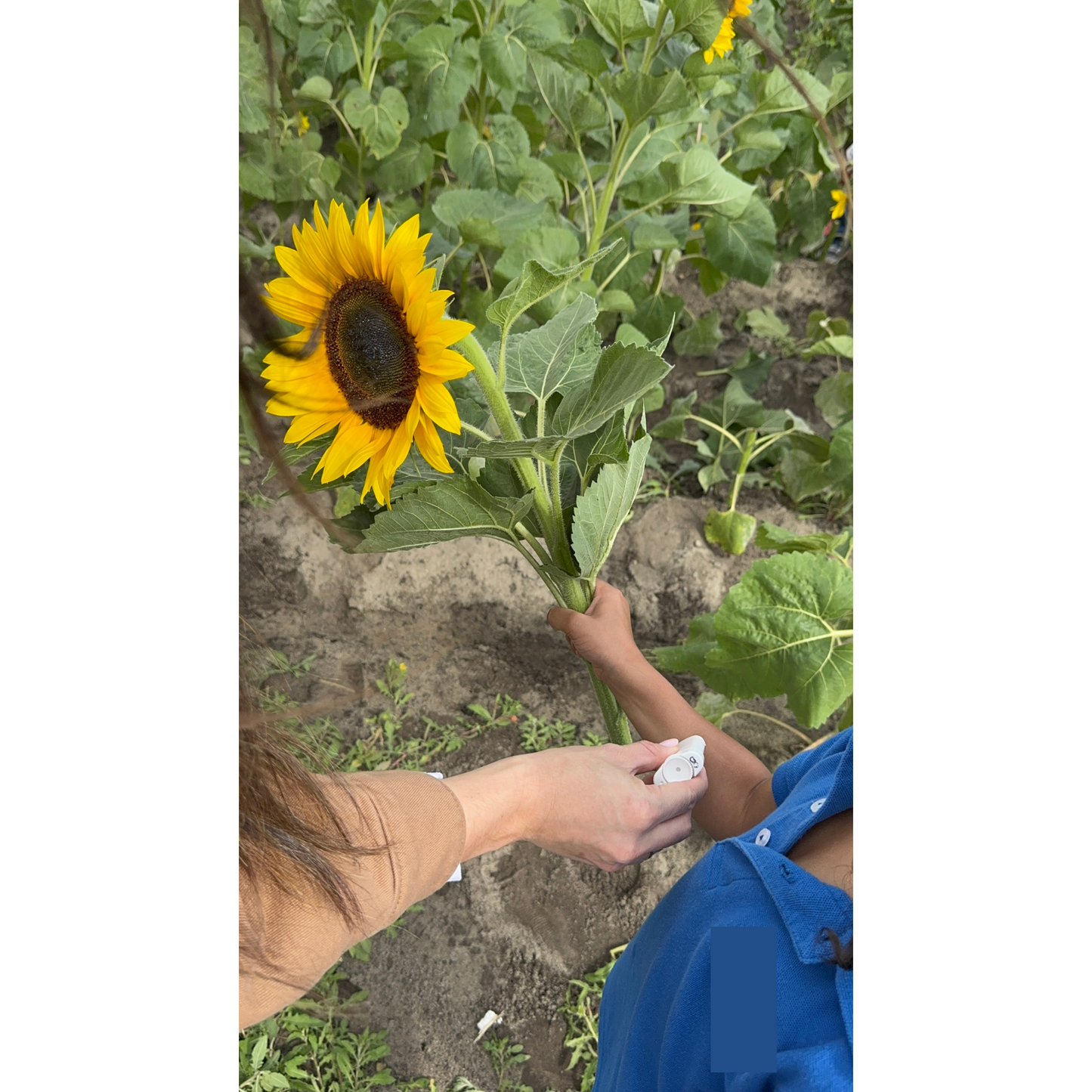 Mosquito Repellent Balm - 2 Pack