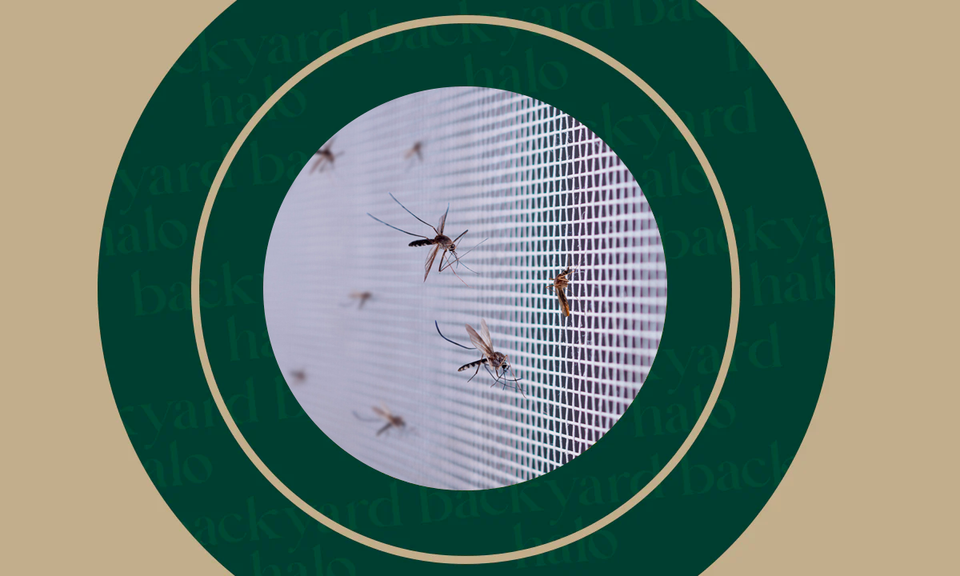 How to Dress to Repel Mosquitoes Tips and Tricks Backyard Halo