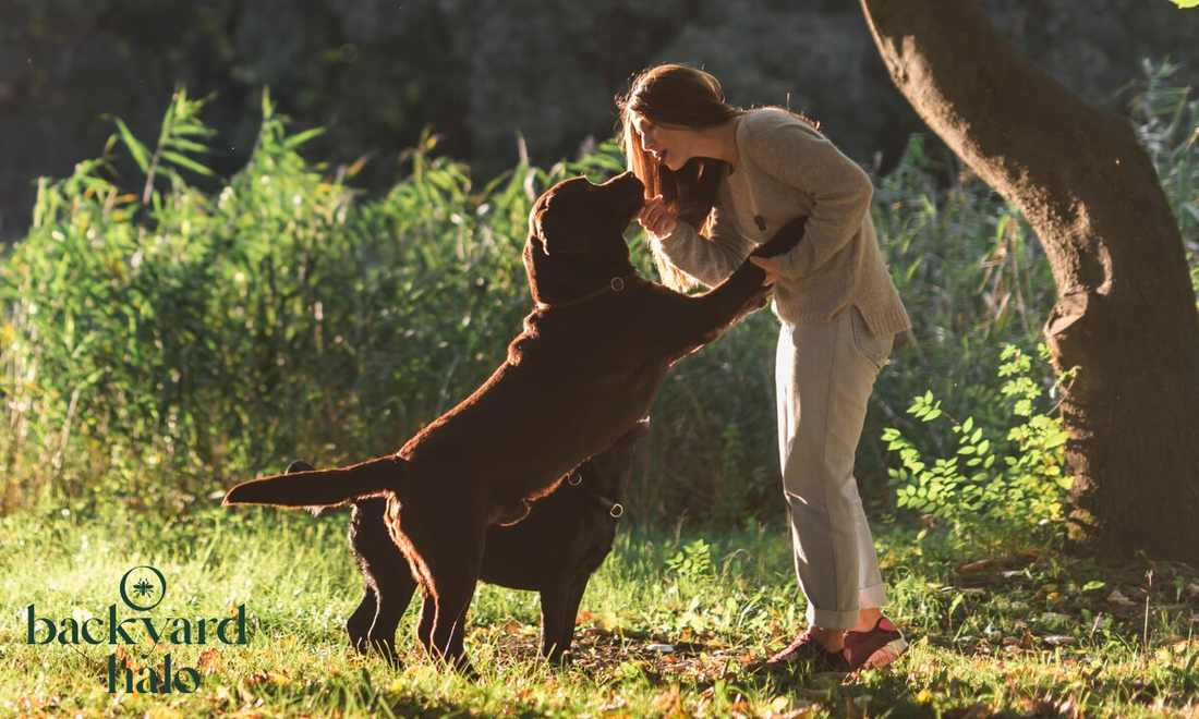 A joyful moment in a sunlit backyard, where a person and a playful brown dog engage in a friendly interaction.